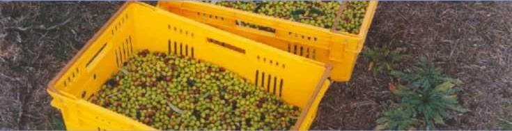 Bins of harvested frantoio olives
